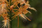 Yellow fringed orchid